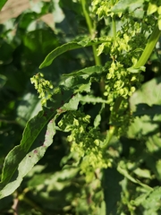 Rumex