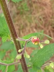 Scrophularia scorodonia