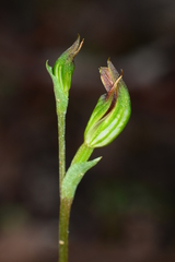 Pterostylis rubescens