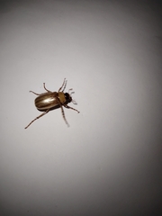 Cyclocephala lurida