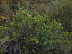 Searsia cuneifolia