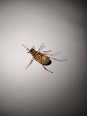 Cyclocephala lurida