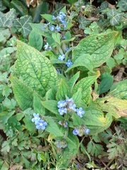 Pentaglottis sempervirens