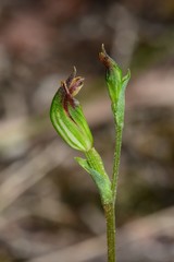Pterostylis rubescens