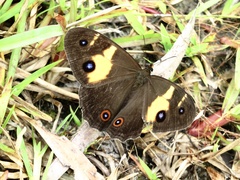 Tisiphone abeona abeona