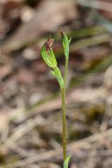 Pterostylis rubescens