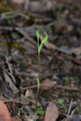 Pterostylis rubescens