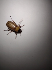 Cyclocephala lurida