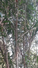 Plectocomia himalayana