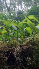 Phaius