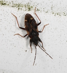 Eremocoris podagricus