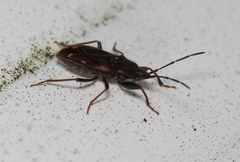 Eremocoris podagricus