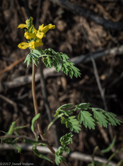 Corydalis aurea aurea