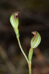 Pterostylis rubescens