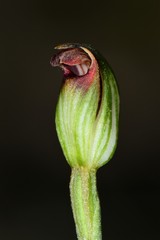 Pterostylis rubescens