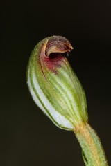 Pterostylis rubescens