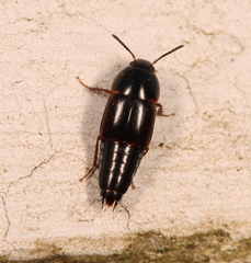 Tachinus rufipes