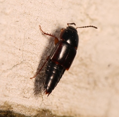 Tachinus rufipes