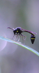 Eustenogaster nigra