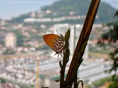 Drupadia ravindra moorei