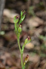 Pterostylis rubescens
