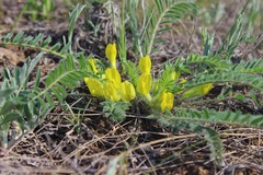 Astragalus buchtormensis