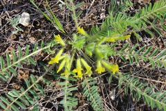 Astragalus buchtormensis