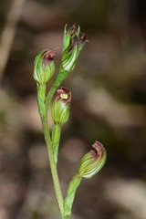 Pterostylis rubescens