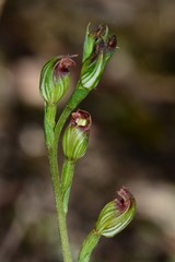 Pterostylis rubescens