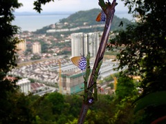 Drupadia ravindra moorei