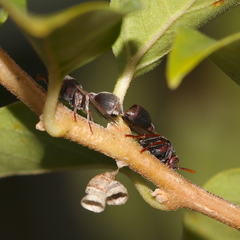 Ropalidia revolutionalis