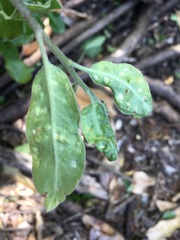 Pittosporum ralphii