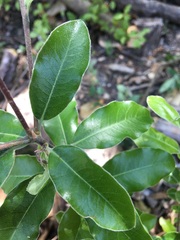 Pittosporum ralphii
