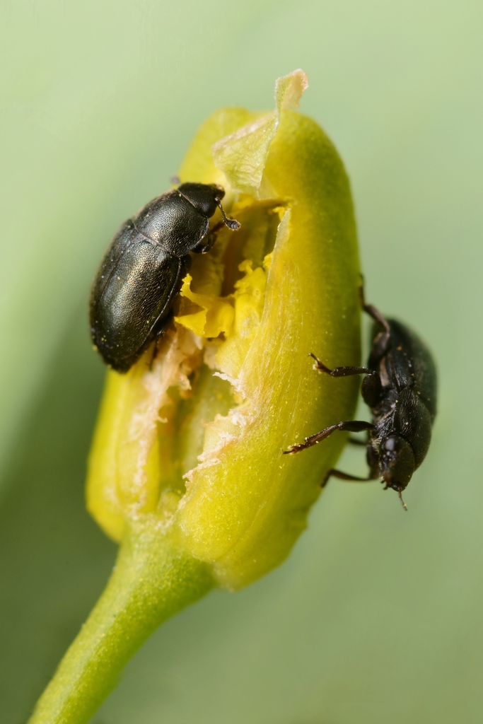 Brassicogethes