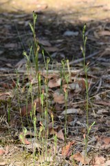 Pterostylis rubescens