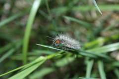 Ctenucha rubroscapus