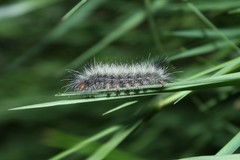 Ctenucha rubroscapus
