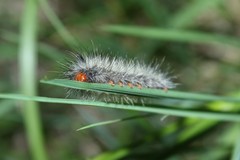 Ctenucha rubroscapus