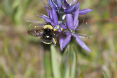 Bombus californicus