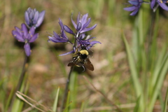 Bombus californicus