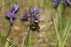 Bombus californicus