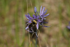 Bombus californicus