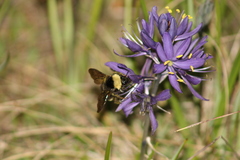 Bombus californicus