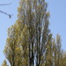 Populus nigra italica - Photo no hay derechos reservados, subido por Stephen James McWilliam
