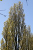 Lombardy Poplar - Photo no rights reserved, uploaded by Stephen James McWilliam