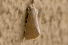 Trichocosmia inornata