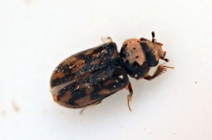 Heterocerus fusculus