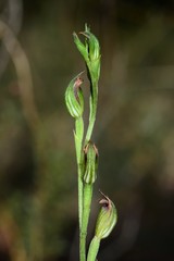 Pterostylis rubescens