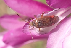 Closterotomus annulus