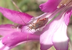 Closterotomus annulus